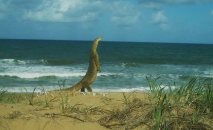 Yellow-spotted goanna at Wreck Rock beach Yellow-spotted goanna at Wreck Rock beach